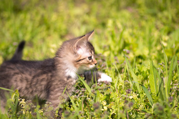 little kitten walks in green grass