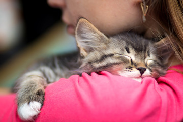 portrait of a cute kitten sleeping on her shoulder
