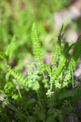 Green grass background