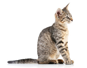 Obraz premium Cute kitten isolated on white