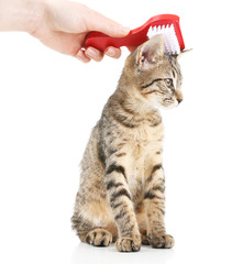 Female hand combing stripped kitten, isolated on white