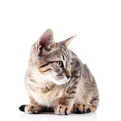 Cute kitten isolated on white