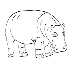 hippopotamus