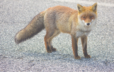 Volpe rossa sulla strada