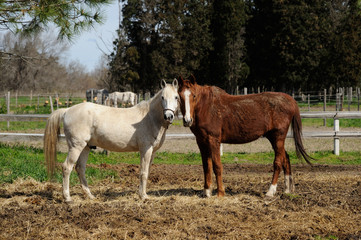 Chevaux camarguais