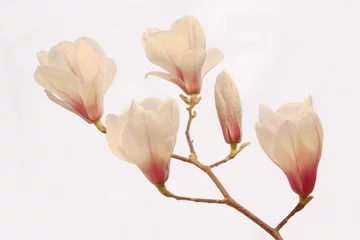 Afwasbaar Fotobehang Magnolia Magnolienblütenzweig