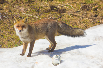 Volpe rossa sulla neve