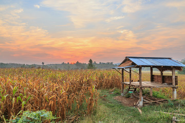 agriculture farm corn area with sunrise in sky