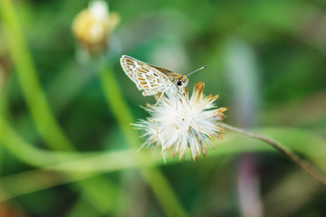 Fototapeta na wymiar Small Butterfly on a flower grass