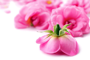 Obraz na płótnie Canvas Beautiful pink roses, closeup