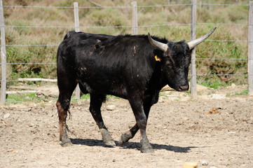 jeune taureau camrguais