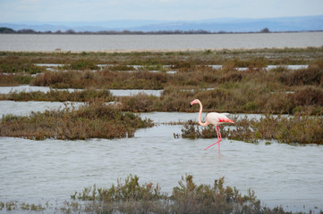 flamand rose