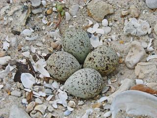 Laying eggs in the nest gulls