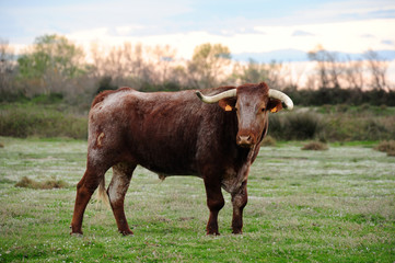 Taureau camarguais