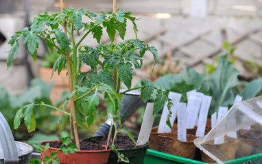 plants de tomates et semis dans potager