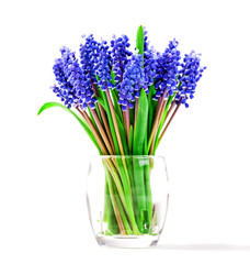 Small blue flowers isolated on white. Muscari
