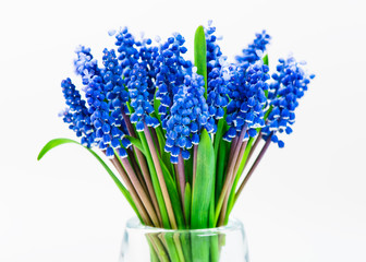 Small blue flowers Muscari in vase isolated.
