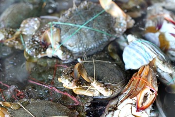 fresh crab in the market