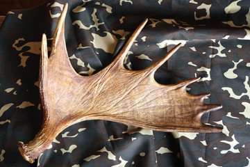 Moose antler on military fabric background