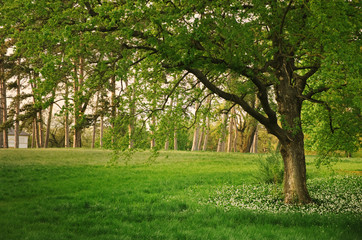 Sunlight in the green forest springtime