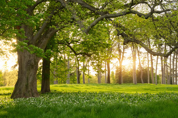 Sunlight in the green forest springtime