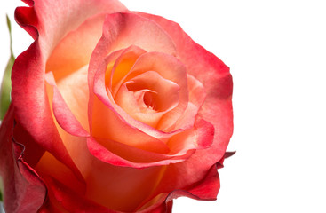 Detail of Rose with Peach and Red Colored Petals