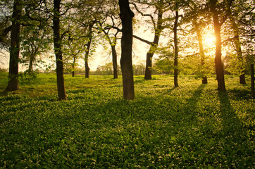 Obraz premium Sunlight in the green forest springtime