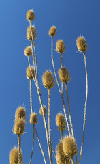 Dry thistle