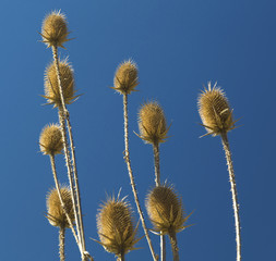 Obraz premium Dry thistle