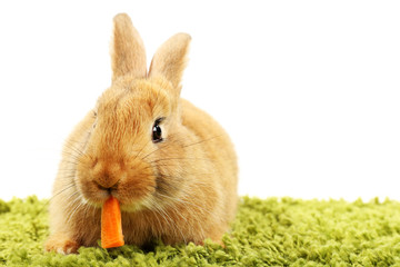 Cute brown rabbit on green grass isolated on white