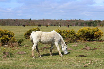 Fototapeta premium Horses Grazing in Rural England