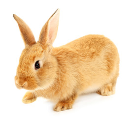 Cute brown rabbit isolated on white