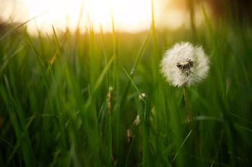 Dandelion green grass on spring meadow