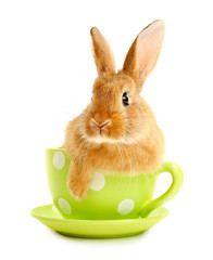 Cute brown rabbit in green dots cup isolated on white
