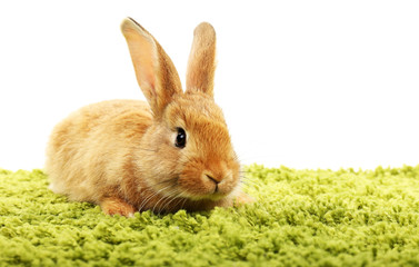 Cute brown rabbit on green grass isolated on white