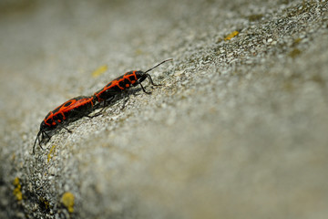 Firebugs - Pyrrhocoris Apterus on rocky background