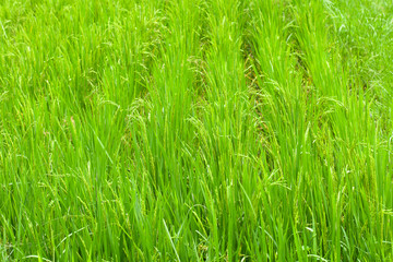 Rice fields