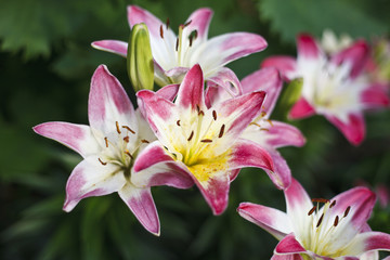 Fototapeta na wymiar Beautiful blooming bright Lilies
