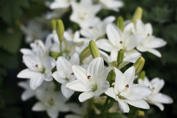 Beautiful blooming bright Lilies