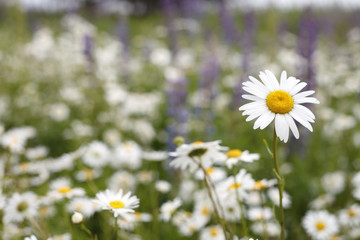 Beautiful daisy field