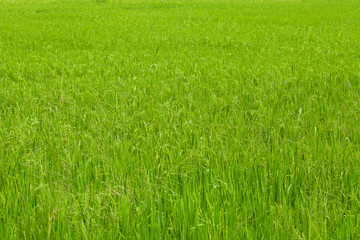 Rice fields