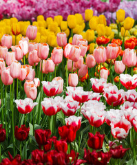 Beautiful spring flowers.  colorful tulips. Floral Background.