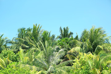 Fototapeta na wymiar Palm leaves and blue sky on island in resort