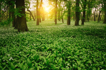Fototapeta premium Wild garlic on the forest