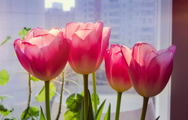 Pink tulips