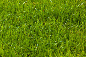 Background of a green grass