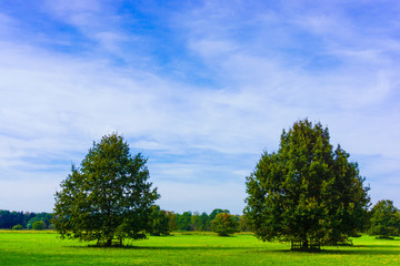 meadow with  big oak tree
