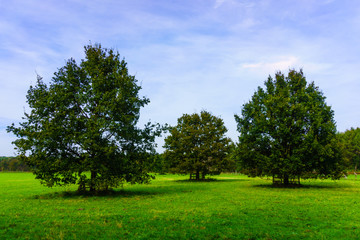Fototapeta na wymiar meadow with big oak tree