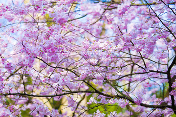 Sakura