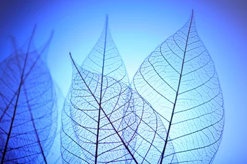 Foto op Plexiglas Bladnerven Skeleton leaves on blue background, close up